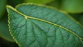 Detailed Close-Up Shows Intricate Vein Structure of a Green Leaf Royalty Free Stock Photo