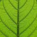Color suggests a healthy and photosynthetically active leaf likely from Royalty Free Stock Photo