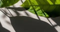 Close Up of Green Leaf with Sunlight Shadows on a White Surface plant nature Royalty Free Stock Photo