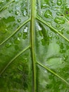 Close-up of vibrant green leaf surface covered in numerous tiny raindrops after rainfall. Royalty Free Stock Photo