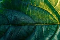 Close-up of Vibrant Green Leaf Veins Royalty Free Stock Photo