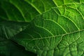 Close-up of Vibrant Green Leaf Veins Royalty Free Stock Photo