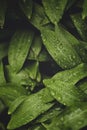 Close up of vibrant green leaves morning water droplets in the garden springtime raindrops Royalty Free Stock Photo