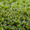 Moss (Bryophyta) covered in numerous dewdrops, creating a sparkling Royalty Free Stock Photo