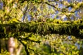 Close up of vibrant green moss covering and hanging on branch Royalty Free Stock Photo