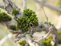 Close up of vibrant green moss growing on the branch of a tree with early spring leaf buds Royalty Free Stock Photo
