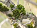 Close up of vibrant green moss growing on the branch of a tree with early spring leaf buds Royalty Free Stock Photo