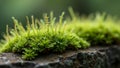 Close up of vibrant green moss on rock detailed fronds