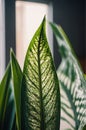 Stunning Dieffenbachia Leaf Close-up, Lush Green with White Spots Royalty Free Stock Photo