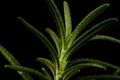 a close-up of the vibrant green Rosemary plant (Rosmarinus officinalis) Royalty Free Stock Photo