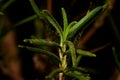 a close-up of the vibrant green Rosemary plant (Rosmarinus officinalis) Royalty Free Stock Photo