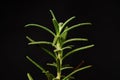 a close-up of the vibrant green Rosemary plant (Rosmarinus officinalis) Royalty Free Stock Photo