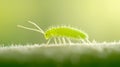 A Close up of a vibrant green springtail insect Royalty Free Stock Photo