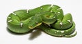 close-up of a green tree python coiled on white background with shiny skin and white markings Royalty Free Stock Photo