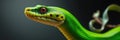 Close-up of a vibrant green tree python resting against a dark background Royalty Free Stock Photo