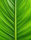 Close-up of Vibrant Green Tropical Leaf Displaying Intricate Veins and Textural Pattern Royalty Free Stock Photo