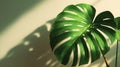 Close Up of a Vibrant Green Tropical Leaf in Sunlight Royalty Free Stock Photo