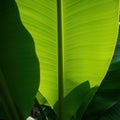 Close Up of Vibrant Green Tropical Leaf with Sunlight and Shadow Royalty Free Stock Photo