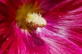 Close-up of a vibrant Indian flower