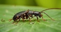 A close-up of a vibrant insect on a leafy green background