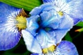 Close-up of vibrant Iris blue flowers with petals unfurled in full bloom Royalty Free Stock Photo