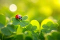 Close-up of a vibrant ladybug resting delicately on a fresh green clover leaf Royalty Free Stock Photo