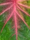Close-up of vibrant leaf texture with green and pink veins creating a natural abstract pattern. Royalty Free Stock Photo