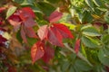 Vibrant leaves decorative wild grapes. Autumn scenic natural background