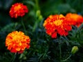 A close-up of vibrant marigolds, their orange petals contrasting against the deep green foliage in the background