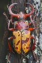 Close Up of a Vibrant Mecynorhina Polyphemus Beetle on Tree Bark in Natural Habitat