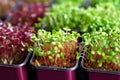close-up of vibrant microgreens in recycled containers