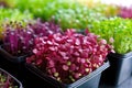 close-up of vibrant microgreens in recycled containers