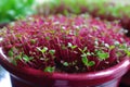 close-up of vibrant microgreens sprouting in a pot
