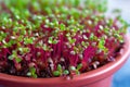 close-up of vibrant microgreens sprouting in a pot