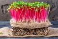 Close up of vibrant microgreens sprouts, symbolizing healthy eating and nutrition concept