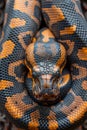 Close up of Vibrant Orange and Black Patterned Ball Python Snake Coiled on Natural Background Royalty Free Stock Photo