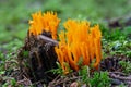 Close up of a vibrant orange Clavaria mushroom