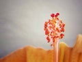 a orange flower with an open stamen in the middle Royalty Free Stock Photo