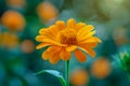 Close-up of Vibrant Orange Flower with Soft Bokeh Background in a Lush Garden, Nature Beauty Concept Royalty Free Stock Photo