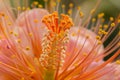 Close-up of Vibrant Orange Flower Stamen and Pollen Royalty Free Stock Photo