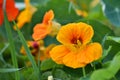 Close-up of vibrant orange nasturtium or tropaeolum majus flowers in the garden. Selective focus Royalty Free Stock Photo