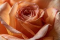 Close-up of a Vibrant Orange Rose in Full Bloom