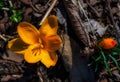 Close-up of a vibrant orange Saffron flower