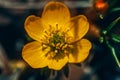 Close-up of a vibrant orange Saffron flower