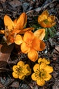 Close-up of a vibrant orange Saffron flowers