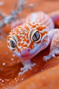 Close up of a Vibrant Orange and White Spotted Tokay Gecko on a Textured Brown Background