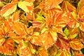 Colorful coleus plant leaves