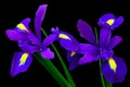 Beautiful blooming pair of purple iris flowers Royalty Free Stock Photo