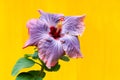 Pink purple beautiful hibiscus flower background 