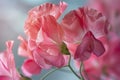 Close-Up of Vibrant Pink Sweet Pea Flowers with Soft Blurred Background for Fresh Springtime Designs Royalty Free Stock Photo